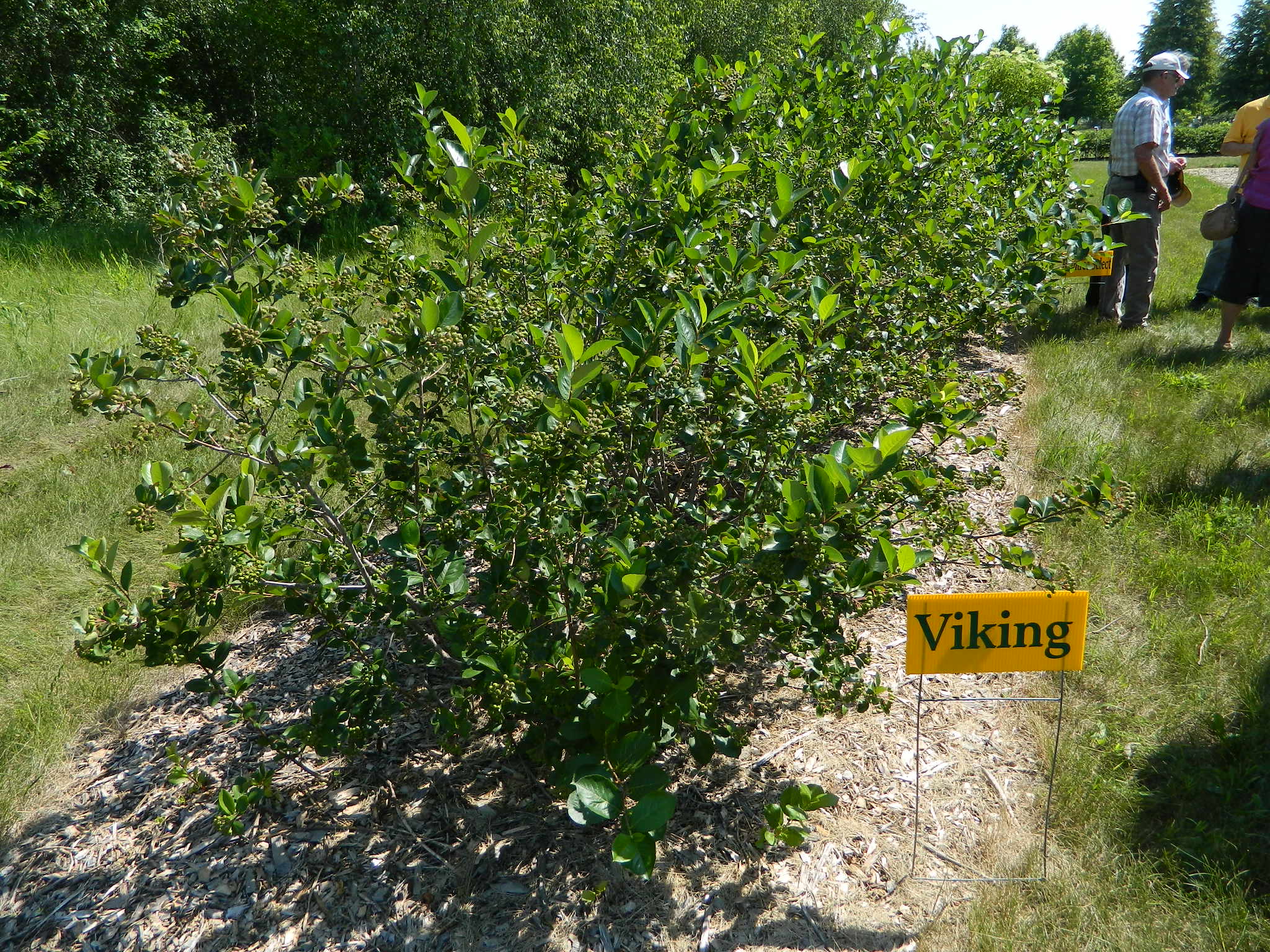 2013-07-16 CREC Hort Day Aronia Viking.JPG